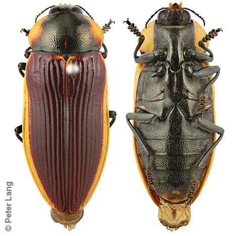 Temognatha cf. marginalis, PL1428, female, EP, 27.4 × 11.4 mm
